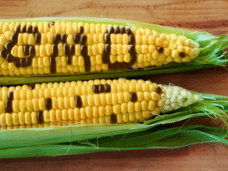 Two ears of corn with the word “GMO” spelled out on the kernels, symbolizing genetically modified foods and the debate around agricultural biotechnology.