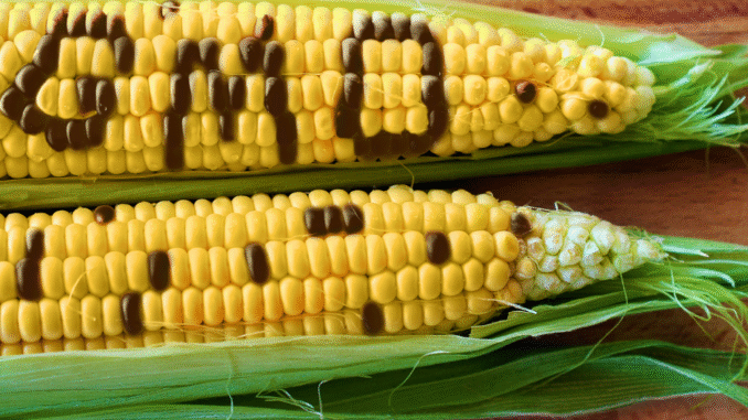 Two ears of corn with the word “GMO” spelled out on the kernels, symbolizing genetically modified foods and the debate around agricultural biotechnology.