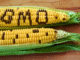 Two ears of corn with the word “GMO” spelled out on the kernels, symbolizing genetically modified foods and the debate around agricultural biotechnology.